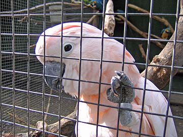 [pink parrot]